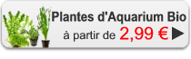 plantes aquarium